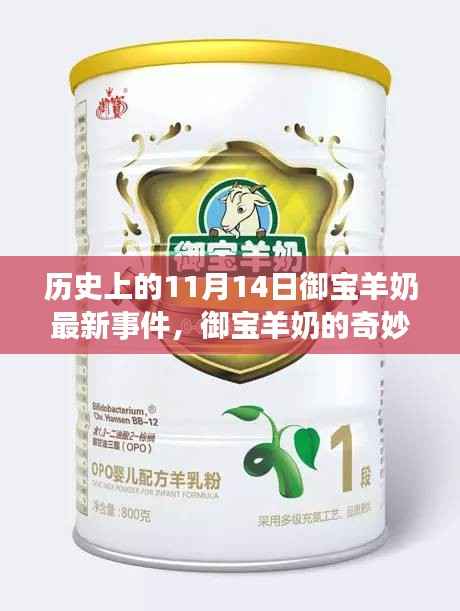 御宝羊奶的奇妙缘分,11月14日事件回顾与温馨日常故事